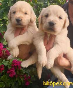 Golden Redriever Muhteşem Anne Babadan Yavrular 3