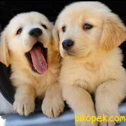 Golden Retreiver Yavrular 3