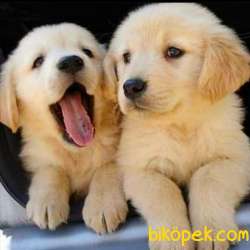 Golden Retreiver Yavrular 2