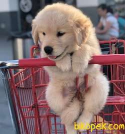 Golden Retreiver Yavrular 1