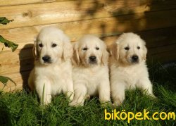 GOLDEN RETRİEVER 1