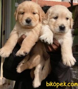 GOLDEN RETRİEVER 3