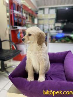Golden Retriever 4