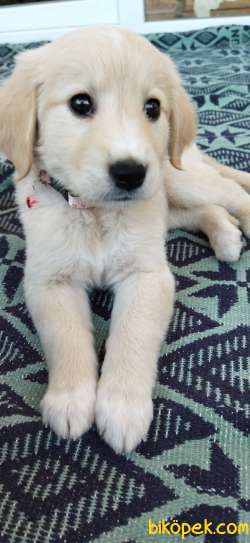 Golden Retriever 2