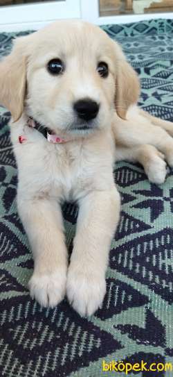 Golden Retriever 5