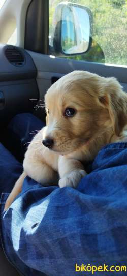 Golden Retriever 4