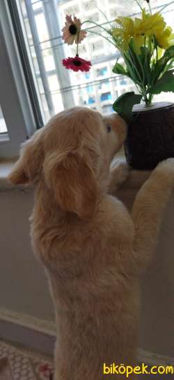 Golden Retriever 3