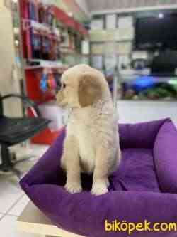Golden Retriever 4