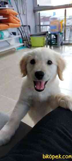 Golden Retriever 2