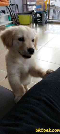 Golden Retriever 1