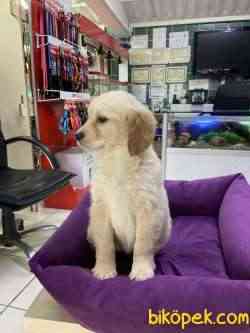 Golden Retriever 2