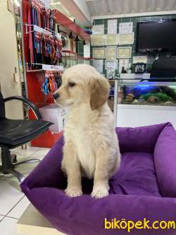 Golden Retriever 2