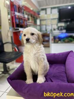 Golden Retriever 3