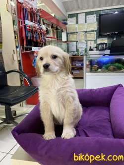 Golden Retriever 1