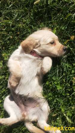Golden Retriever 5