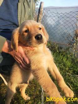 Golden Retriever 1