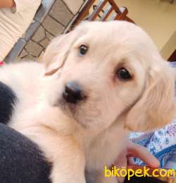 Golden Retriever 4