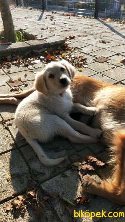 Golden Retriever 3