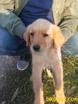 Golden Retriever 2