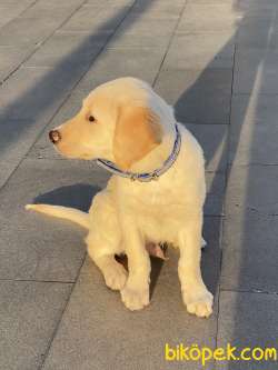 Golden Retriever 3 Aylık Orjinal 3