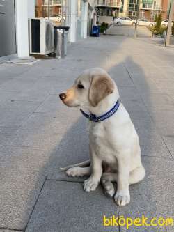 Golden Retriever 3 Aylık Orjinal 1
