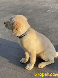 Golden Retriever 3 Aylık Orjinal 2