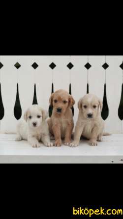 Golden Retriever 'Akkuş Üretim Çiftliği' 2