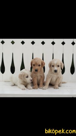 Golden Retriever 'Akkuş Üretim Çiftliği' 3