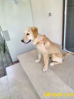 Golden Retriever Amerikan 2