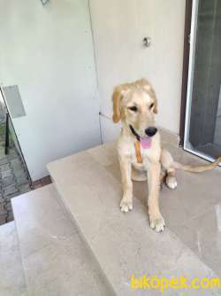 Golden Retriever Amerikan 3