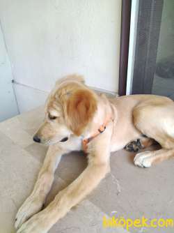 Golden Retriever Amerikan 4