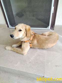 Golden Retriever Amerikan 5