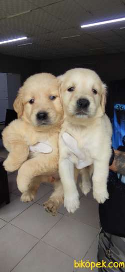 GOLDEN RETRIEVER BABYFACE IRK GARANTİLİ TESLİM 1