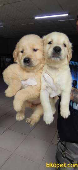 GOLDEN RETRIEVER BABYFACE IRK GARANTİLİ TESLİM 3