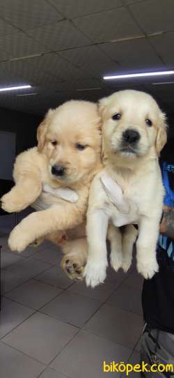 GOLDEN RETRIEVER BABYFACE IRK GARANTİLİ TESLİM 4