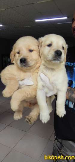 GOLDEN RETRIEVER BABYFACE IRK GARANTİLİ TESLİM 5