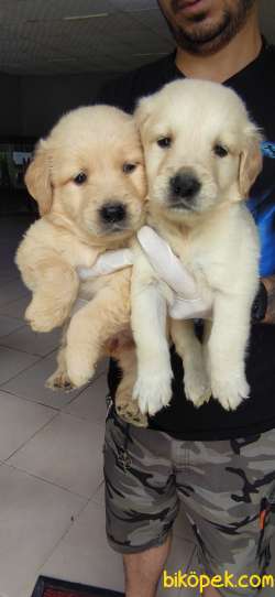 GOLDEN RETRIEVER BABYFACE IRK GARANTİLİ TESLİM 2