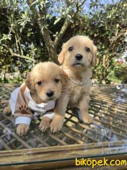 Golden Retriever Bebek Surat Yavrular