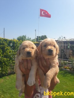 Golden Retriever Bebişler  Üretim Çiftliğinden 1