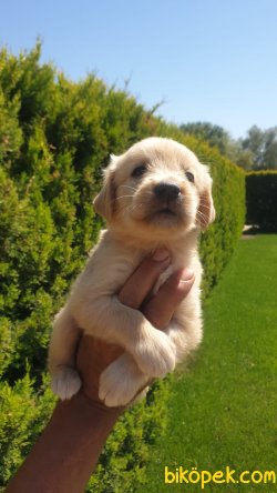 Golden Retriever Bebişler  Üretim Çiftliğinden 4