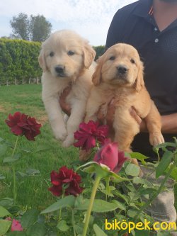 Golden Retriever Bebişler  Üretim Çiftliğinden 1