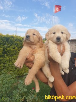 Golden Retriever Bebişler  Üretim Çiftliğinden 2