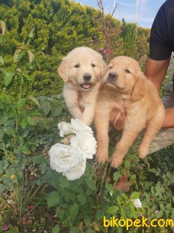 Golden Retriever Bebişler  Üretim Çiftliğinden 4