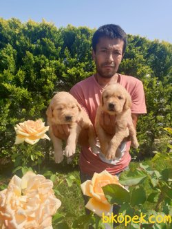 Golden Retriever Bebişler  Üretim Çiftliğinden 3
