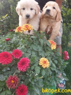 Golden Retriever Bebişler  Üretim Çiftliğinden 5