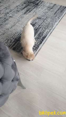 Golden Retriever Cok Akilli 2