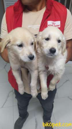 Golden Retriever Cok Akilli 1