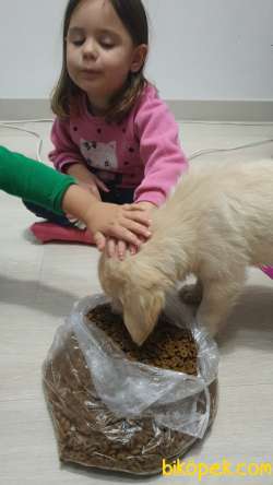 Golden Retriever Cok Akilli 3