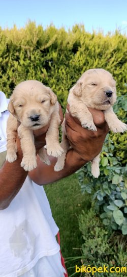 Golden Retriever Pufuduk  Yavrularim 3