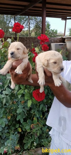 Golden Retriever Pufuduk  Yavrularim 4